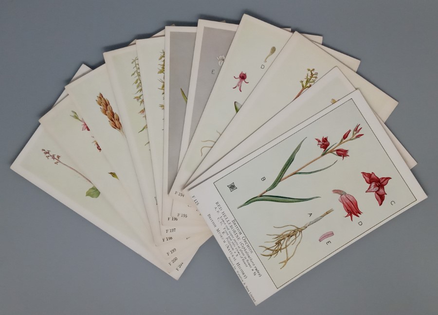 British Orchids (British Museum) postcards, incomplete set of 11
