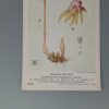 British Orchids (British Museum) postcard #F191: Epipogium Gmelini