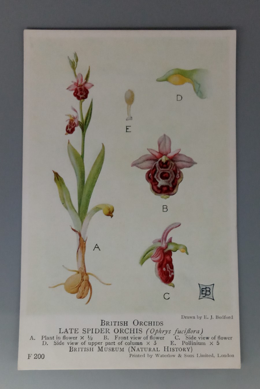 British Orchids (British Museum) postcard #F201: Late Spider Orchis (Ophrys fuciflora)